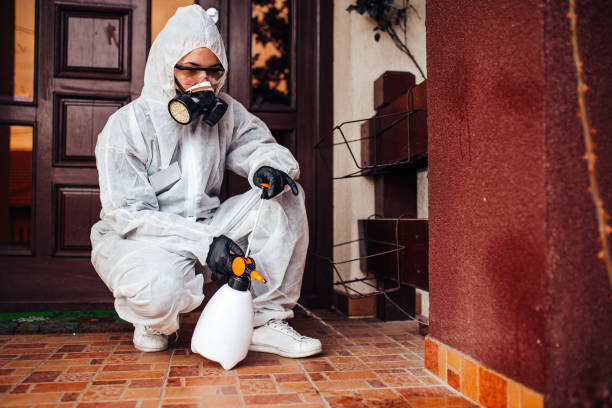 Attic and Crawl Space Rodent Treatment in Mentone
