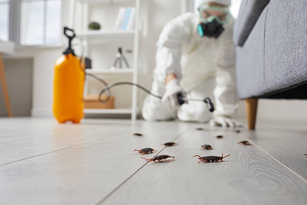 Commercial Rodent Management in Mentone